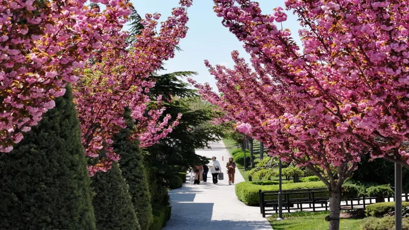 BURASI JAPONYA DEĞİL KONYA! SAKURA MEVSİMİ